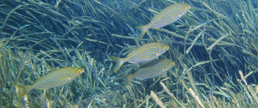 Quando il mare ci pu&ograve; curare