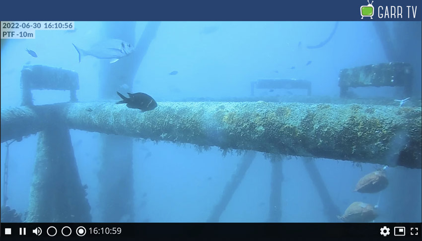 Webcam subacquea del CNR ISMAR posizionata a 10 metri di profondità nella Laguna di Venezia