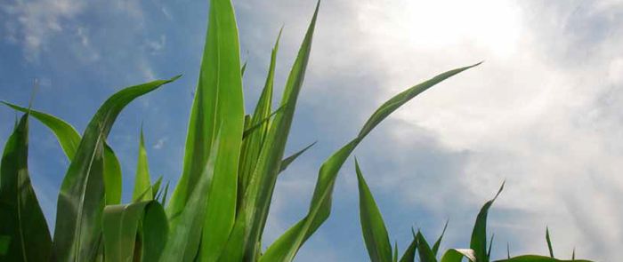 Prevedere il clima per vivere meglio